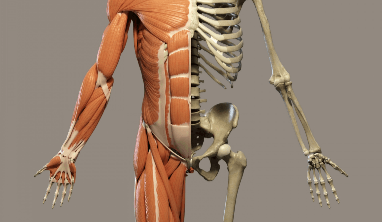 A diagram that shows how muscles look over the human skeleton