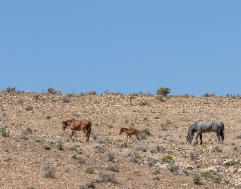 A picture of mustangs (feral horeses) grazing in a desert