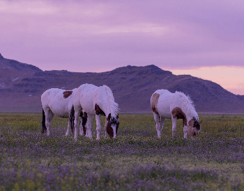 A picture of mustangs (feral horeses) grazing in a field