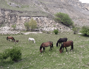 A picture of mustangs (feral horeses) grazing on a mountain