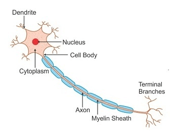 A diagram showing the structure of a human nerve cell