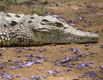 A close-up picture of the head of a nile crocodile