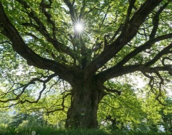 A picture of a large oak tree in the summer