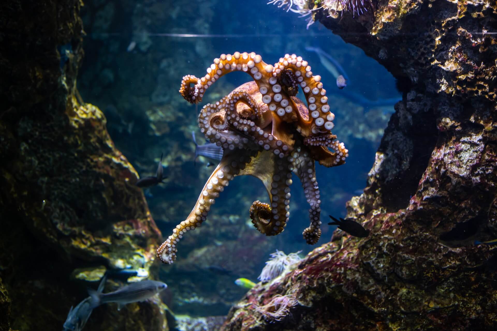 Blue Ringed Octopus Facts for Kids