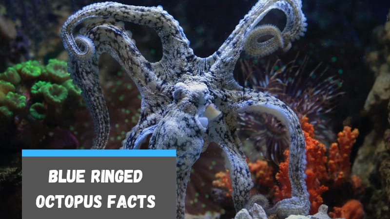 Blue Ringed Octopus Facts for Kids