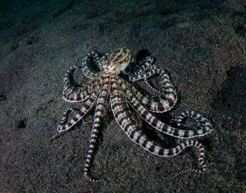 A picture of an octopus
