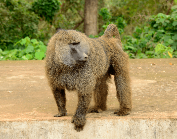 A picture of a olive baboon (Papio anubis)