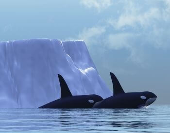 A picture of two orca whales swimming in the Arctic Ocean