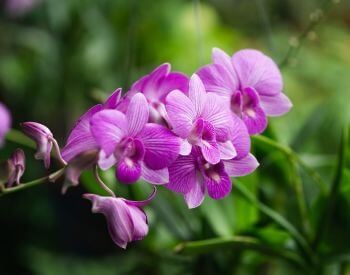 A picture of purple orchids