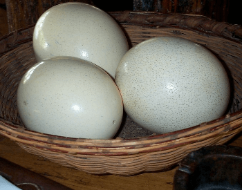  A picture of ostrich eggs