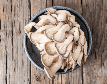 A picture of oyster mushrooms