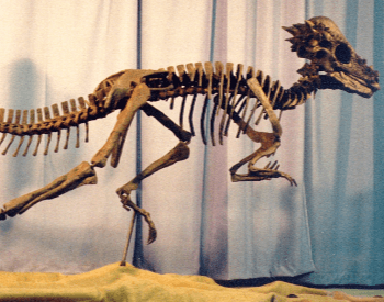 A picture of a Pachycephalosaurus Wyomingensis Specimen.