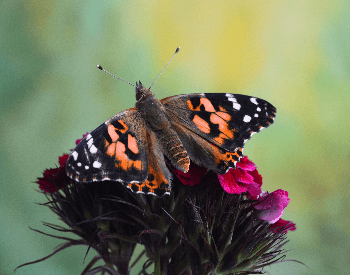 A picture of a Painted Lady Butterfly (Vanessa cardui)