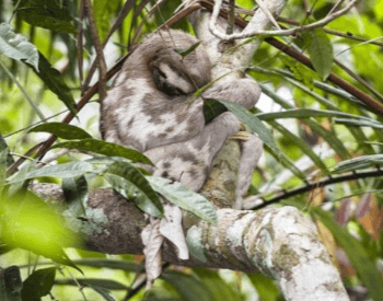 A picture of a pale-throated three-toed sloth (Bradypus tridactylus)