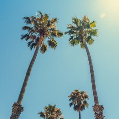 A Picture of a Palm Tree