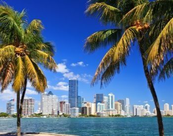 A picture of some palm trees and the Miami skyline