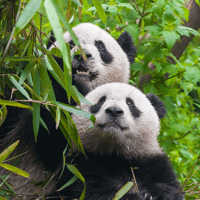 A Picture of Pandas