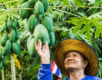A picture of a papaya being harvested