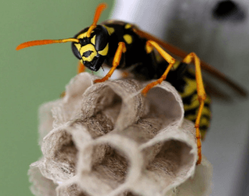 A photo of a paper wasp and its nest