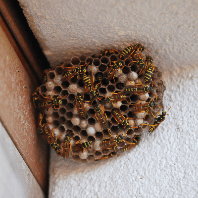 A Picture of a Paper Wasp Nest