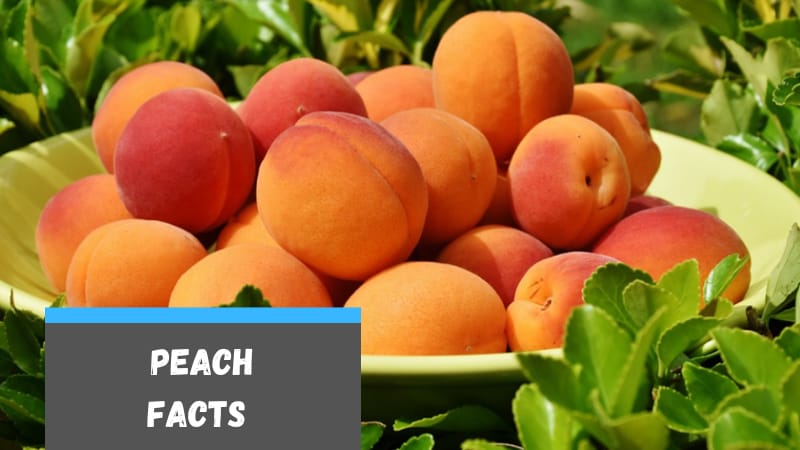25 Facts About Peaches