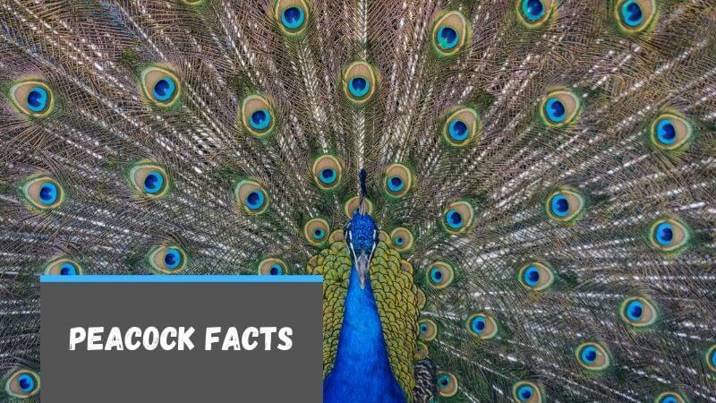 peacock facts
