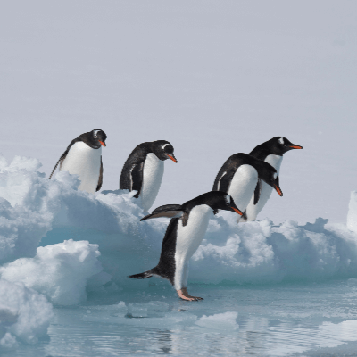A Picture of some Penguins