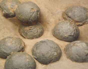 A close-up picture of multiple petrified dinosaur eggs