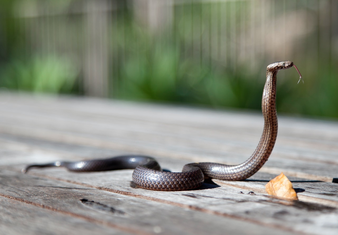 King Cobra Facts for Kids