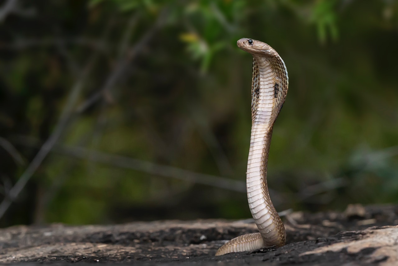 King Cobra Facts for Kids