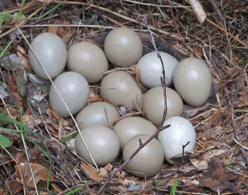 A picture of pheasant eggs