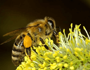 A picture of the philippine honey bee (Apis nigrocincta)