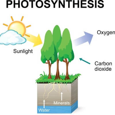 A Diagram of the Photosynthesis Process