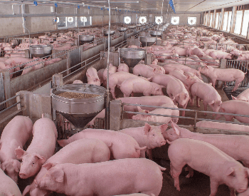 A picture of a pig farm with lots of pigs