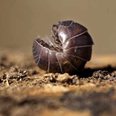 A Picture of a Pill Bug
