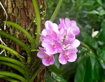 A picture of pink orchid flowers