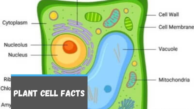 plant cell facts