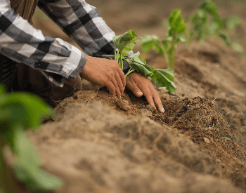 A picture of a farmer planting sweet potatoes