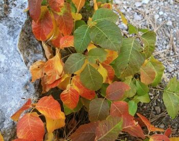 A picture of poison ivy in the fall