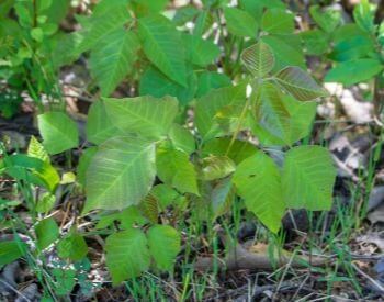 A picture of poison ivy in the summer