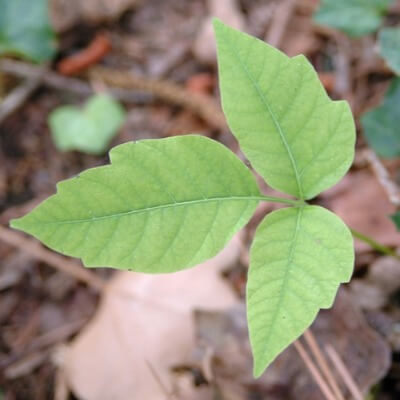 A Picture of a Poison Ivy Leaf