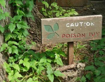 A picture of a posion ivy warning sign