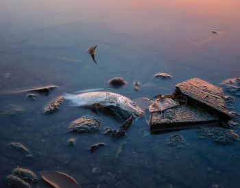 A picture of polluted water that is killing fish