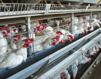 A picture of a poultry farm with chickens