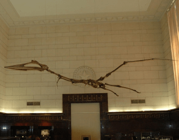A Pterodactyl Museum Exhibit