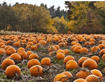 A picture of a lot of pumpkins in a pumpkin patch