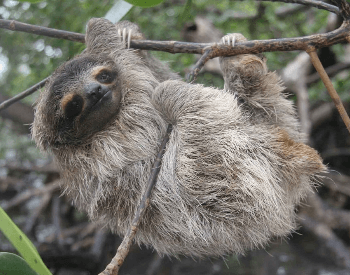 A picture of a pygmy three-toed sloth (Bradypus pygmaeus)