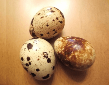 A picture of quail eggs