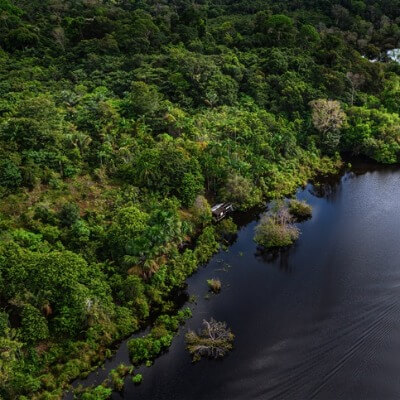 A Picture of the Amazon Rainforest