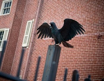A picture of a raven statue outside of Edgar Allan Poe's old house